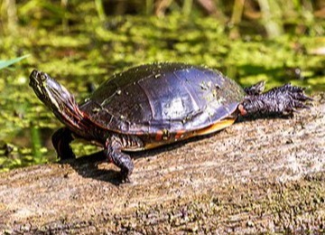 Mindland Turtle, native species to the area A midland turtle resting on a log in over some green marsh