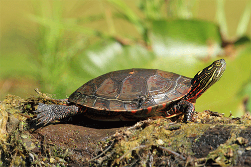 Mindland Turtle, native species to the area A midland turtle resting on a log in over some green marsh