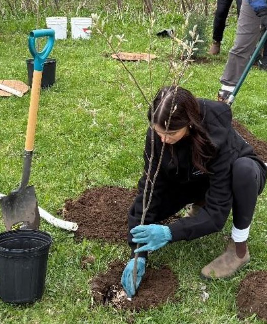 Tree Planning Event Volunteer planting a tree