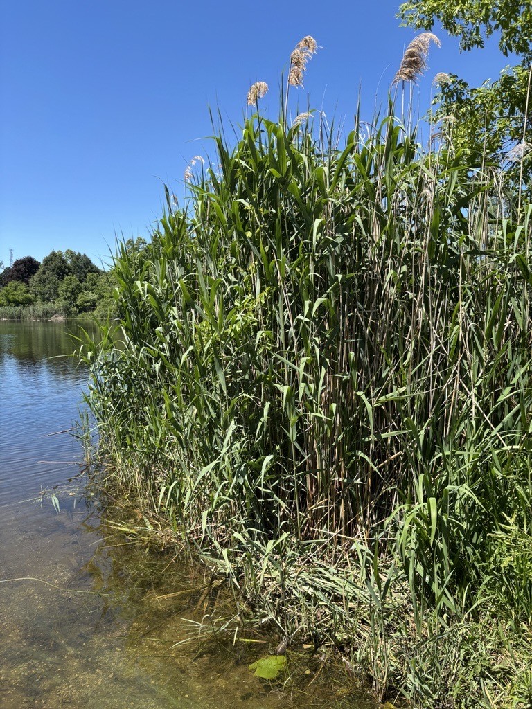 Manage Invasive Phragmites Manage Invasive Phragmites