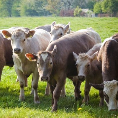 Cows in a field