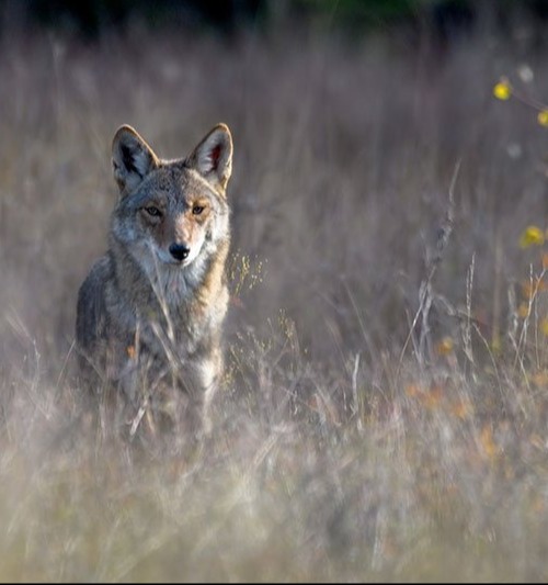 Coyote standing in a field looking at the camera