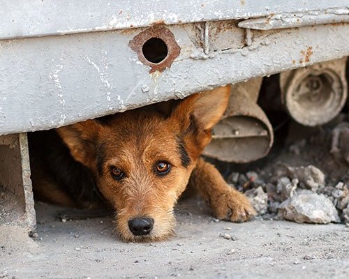 Unhappy or homeless dog living under ruble