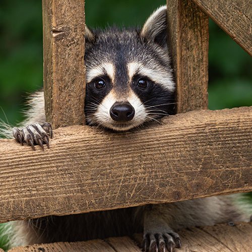 Raccoon peaking through a fence or gate