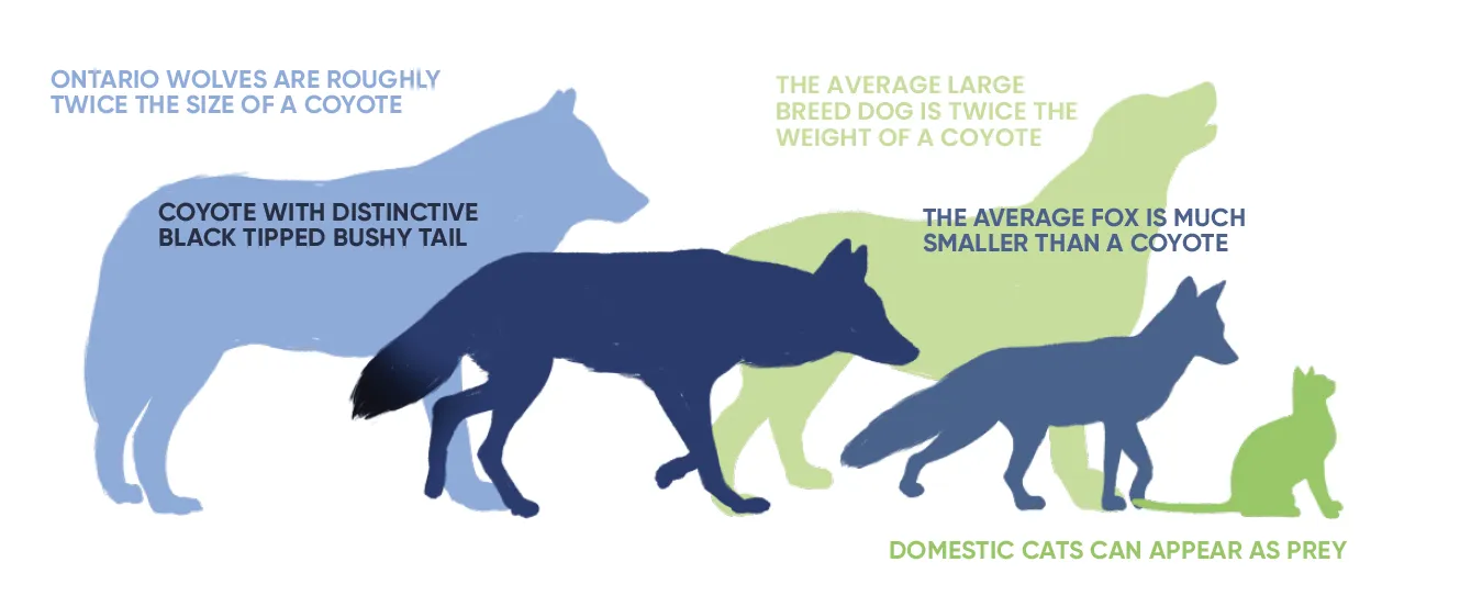 Coyote size comparrison Coyote size comparrison